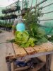 ban nha le trong tan hon 10 ty_0963139980_5.jpg