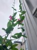 ban nha bui huy bich hon 15 ty_0963139980_4.jpg