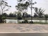 longan.jpg