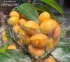Hop_nhua_dung_cha_la_29.jpg
